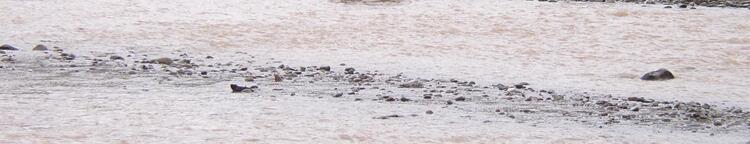 River River